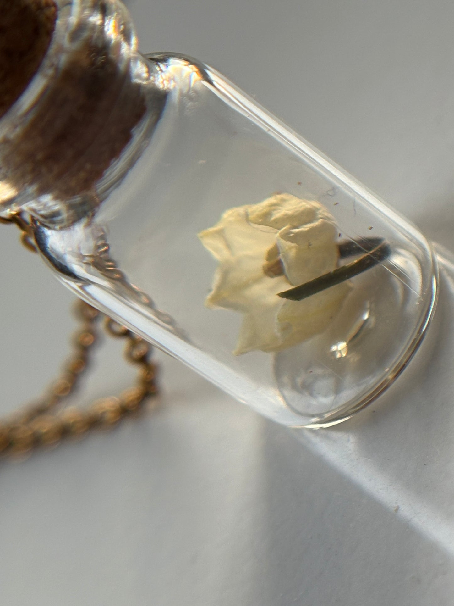 Secret Garden Dried Flower Vial Necklace Gift Set (gold)
