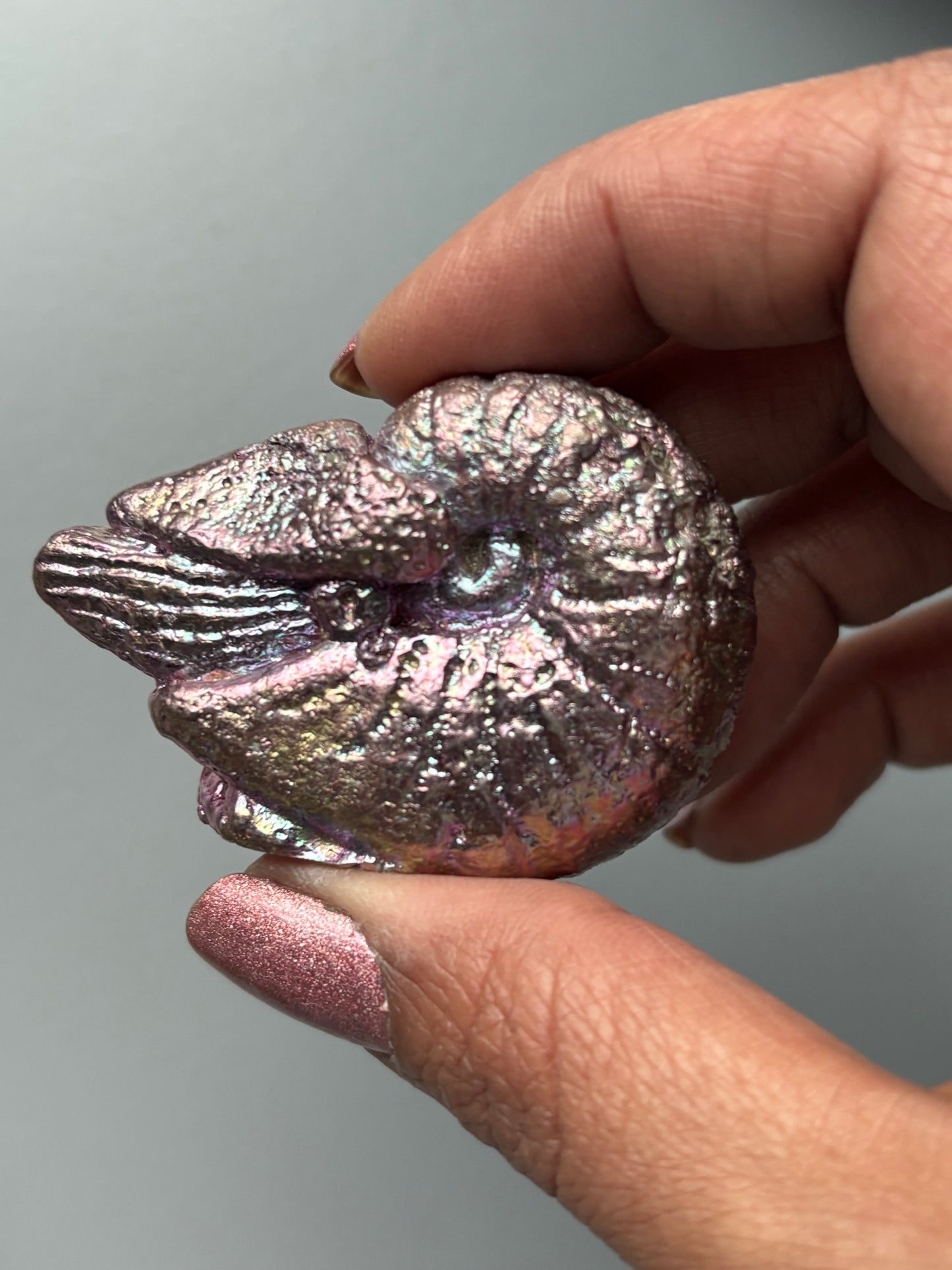 Pink Purple Bismuth Crystal Fossil (Nautilus) Metal Art Sculpture