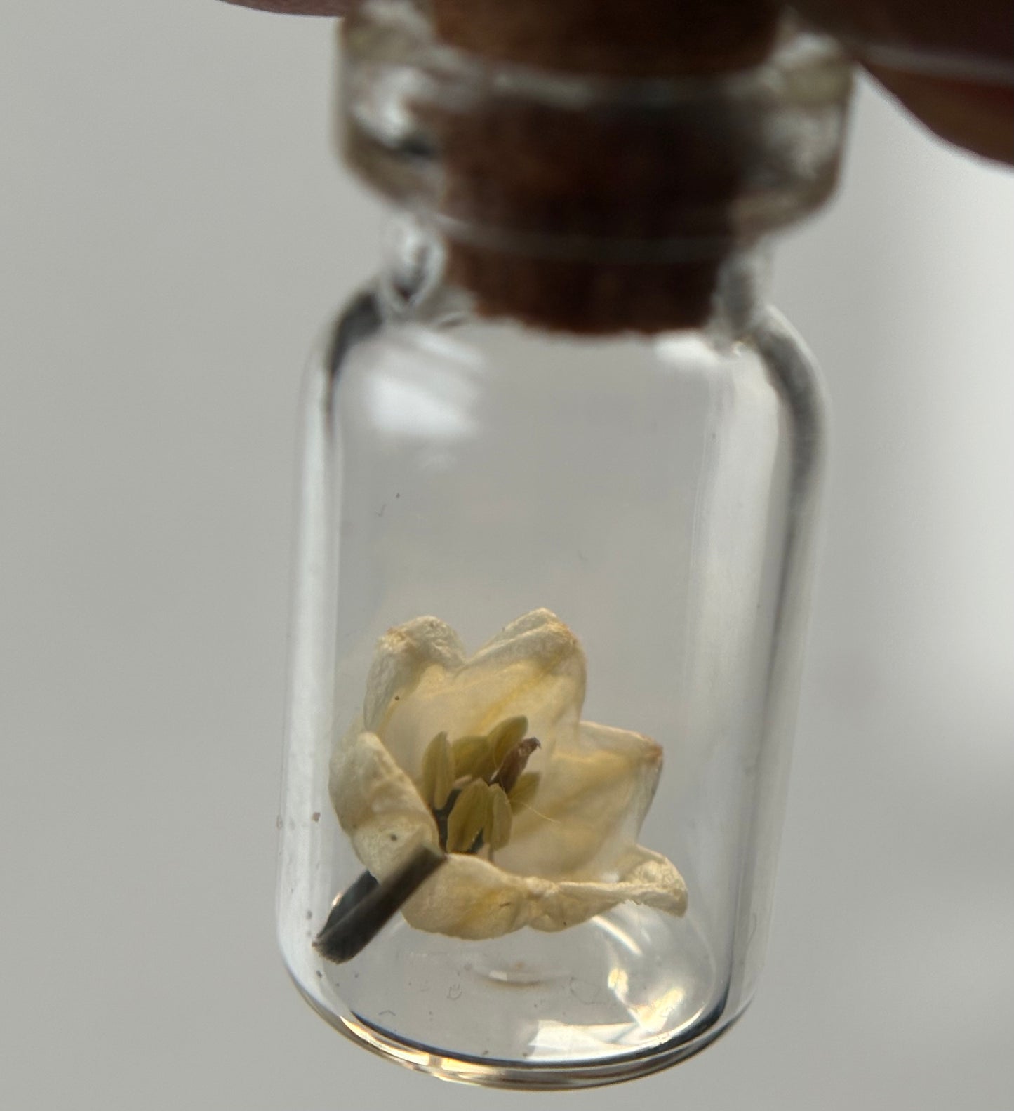 Secret Garden Dried Flower Vial Necklace Gift Set (silver)