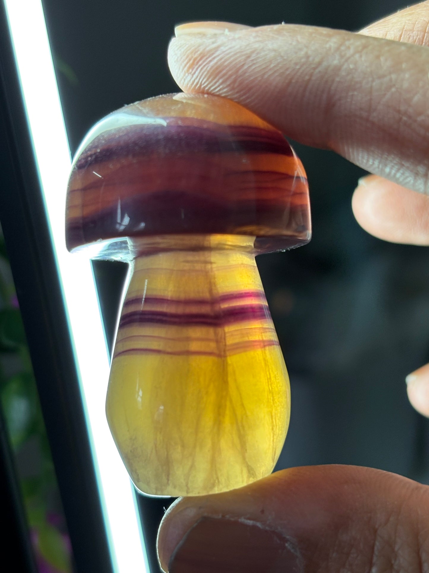 Purple Yellow Striped Fluorite Crystal Gemstone Mushroom Carving