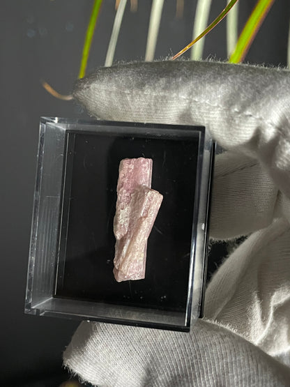 Pink Tourmaline Quartz Crystal Gemstone Rough Specimen - MINI