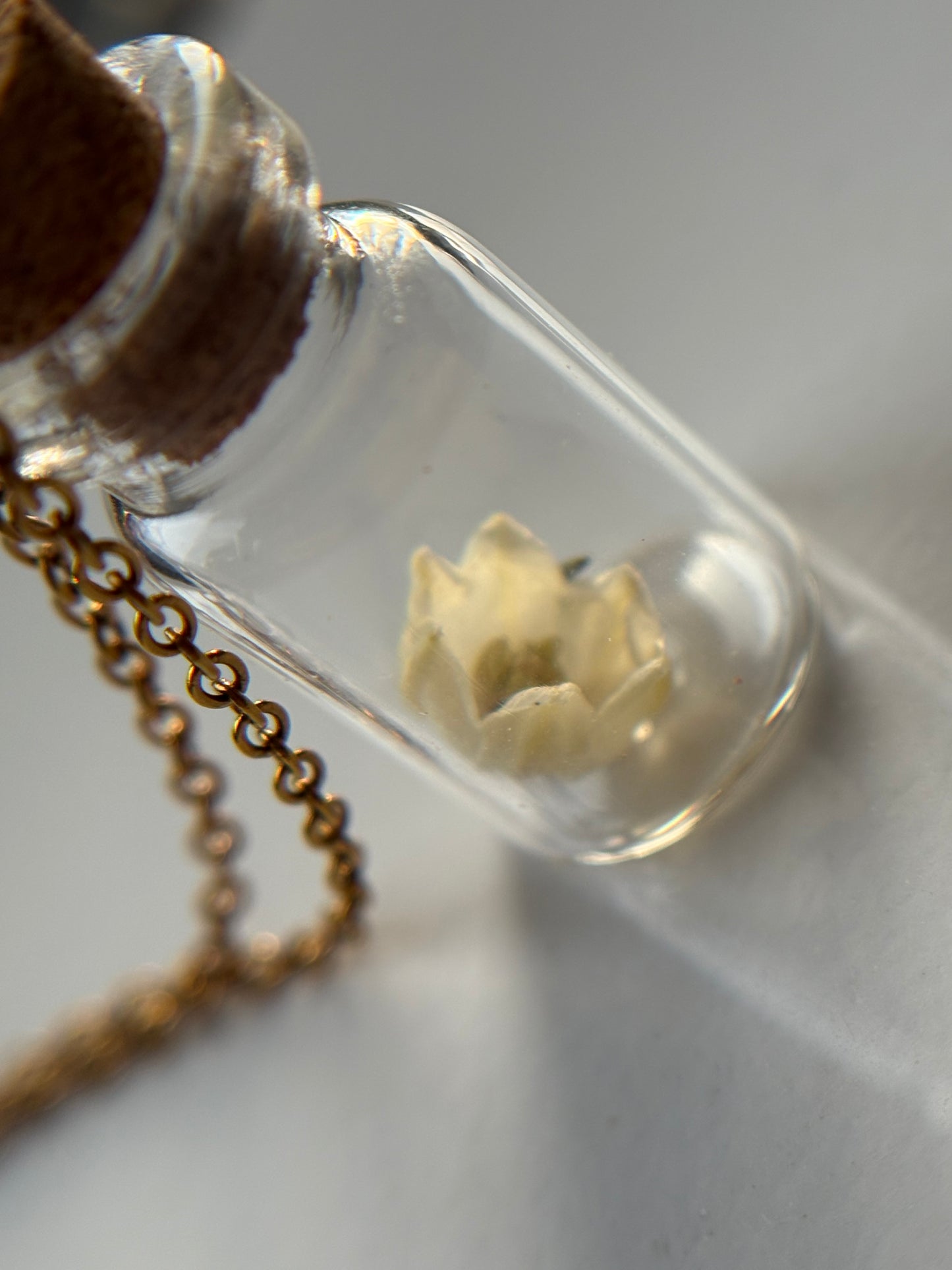 Secret Garden Dried Flower Vial Necklace Gift Set (gold)